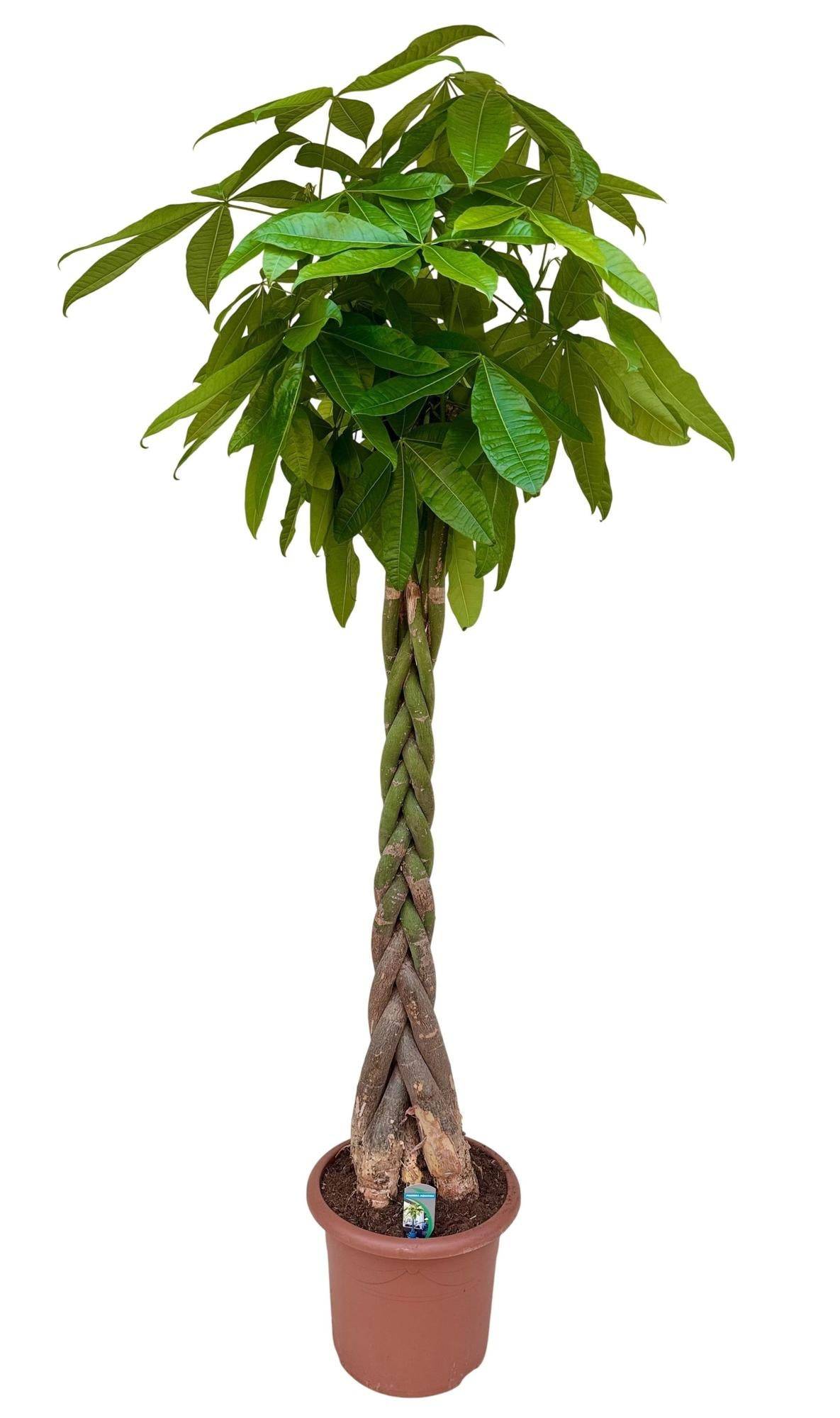 La Green Touch - Pachira aquatica XXL - Arbre à argent - H 200 cm, pot Ø32 cm