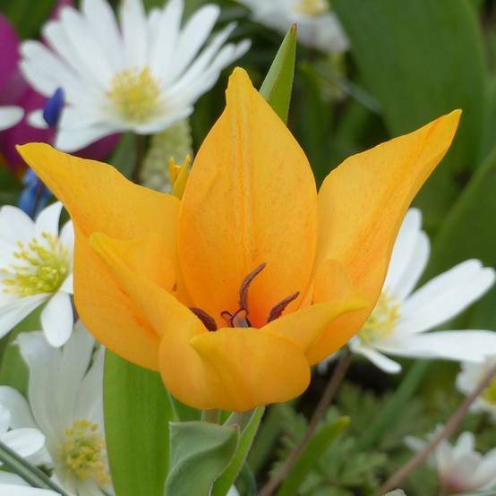 Promesse de Fleurs - Tulipe botanique praestans Shogun Bulbe calibre 7/8 (par 10)