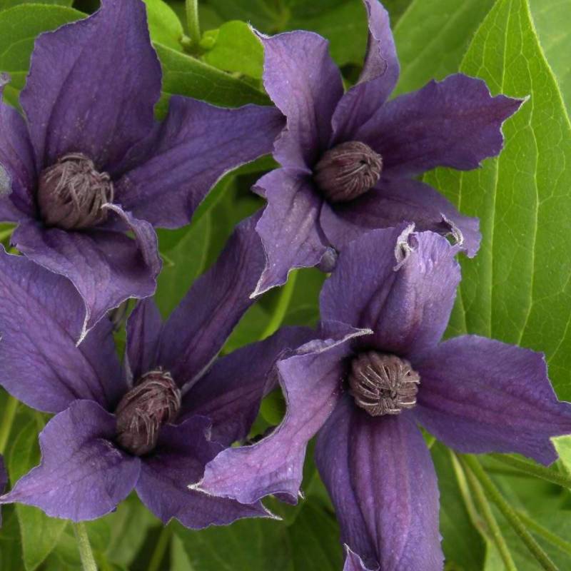 Clématite SAPHYRA® Violetta 'M32-10' à fleurs Violette - feuillage Caduc - Godet - 5/10 cm-  hauteur à maturité De 1,00 m à 1,50 m - Image 5