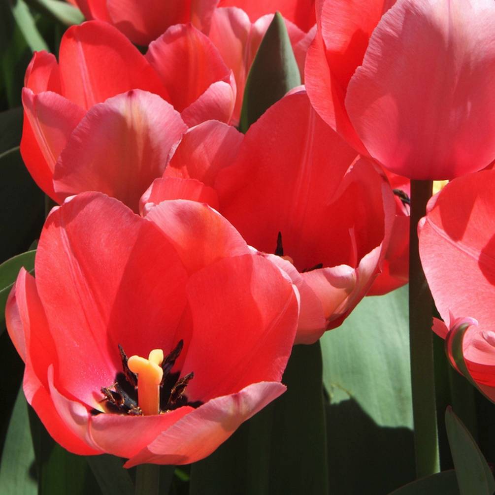 Promesse de Fleurs - Tulipe botanique praestans Unicum Bulbe calibre 11+ (par 10)