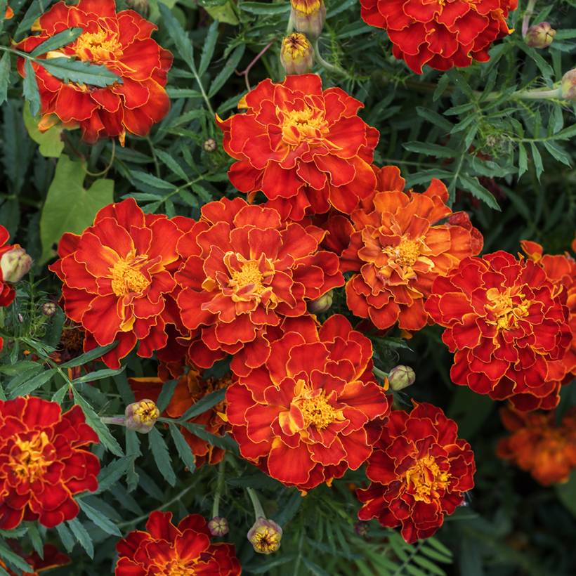 Graines d'Oeillet d'Inde Durango Red - Tagetes patula le sachet de 50 ...