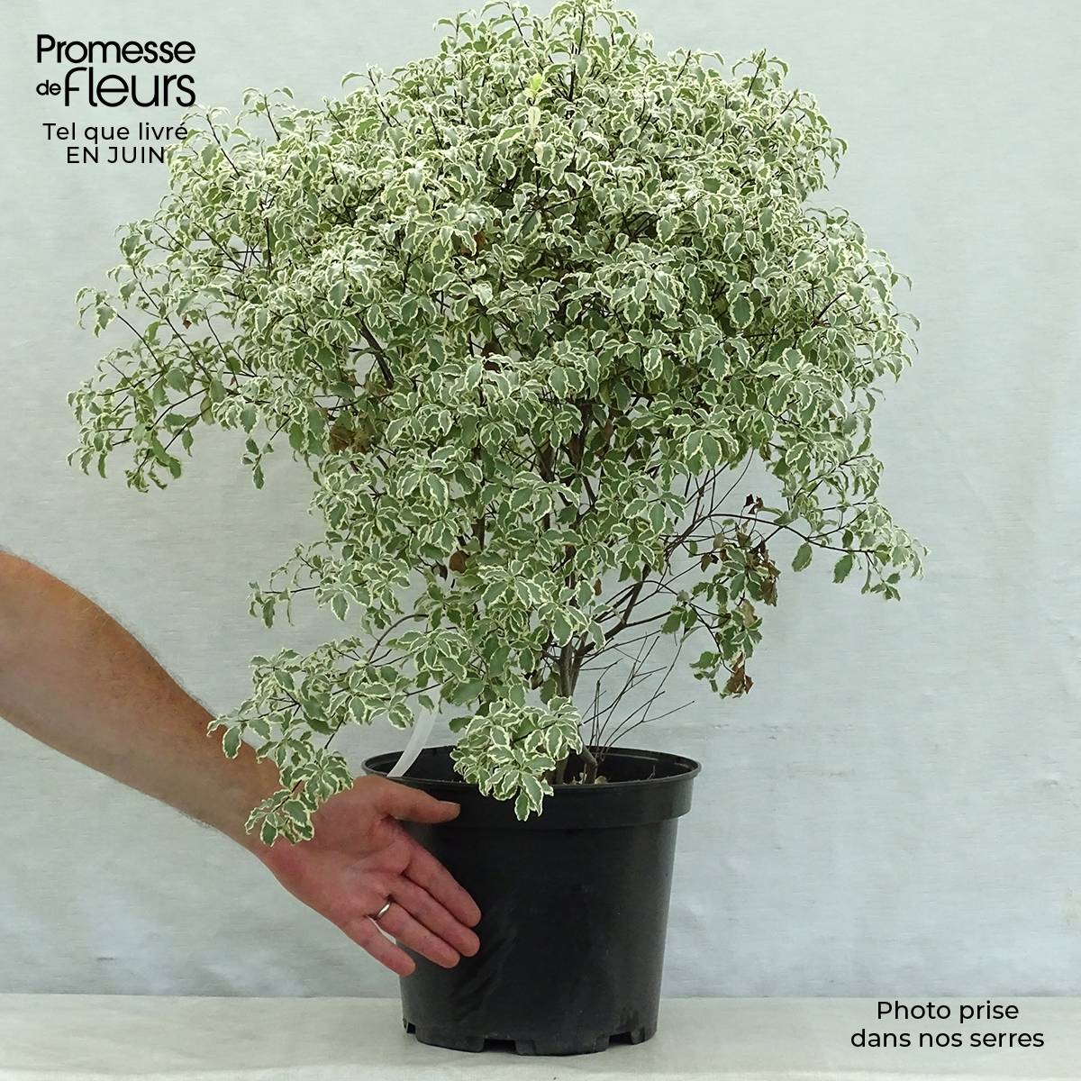 Promesse de Fleurs - Pittosporum tenuifolium Variegatum Pot de 7,5L/10L - Image 2