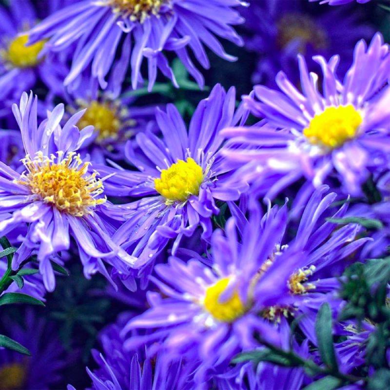6 Asters Dumosus 'Lady In Blue' - Lot de 6 vivaces - Pépinières Naudet - Image 1