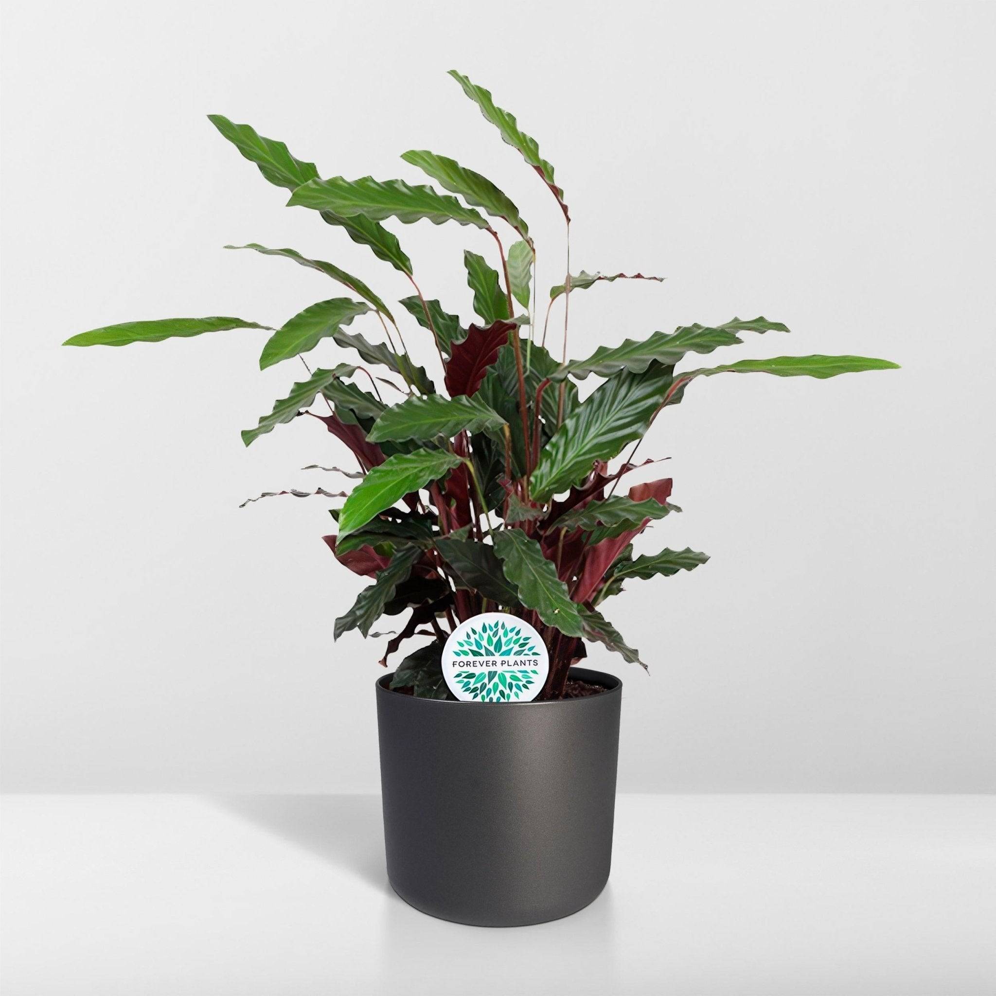 La Green Touch - Calathea - Le velouté 85cm - Plante d'intérieur- La Green Touch - Image 4