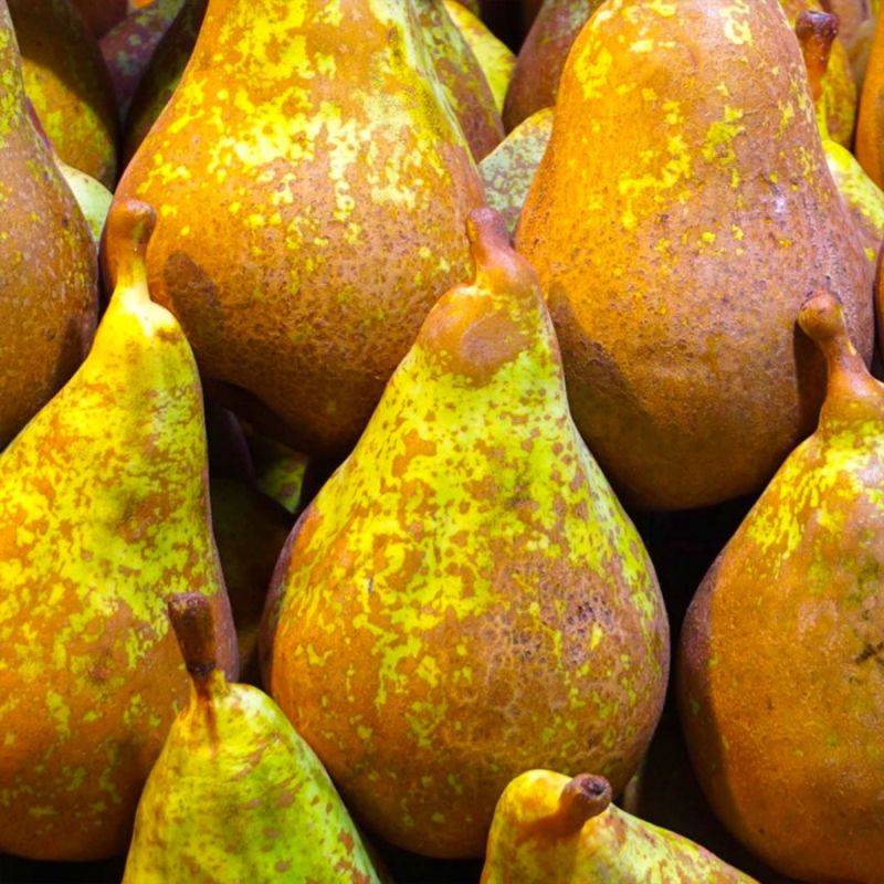 Poirier 'Conférence' (Pyrus communis 'Conférence') - Scion de 100cm - Pépinières Naudet - Image 2