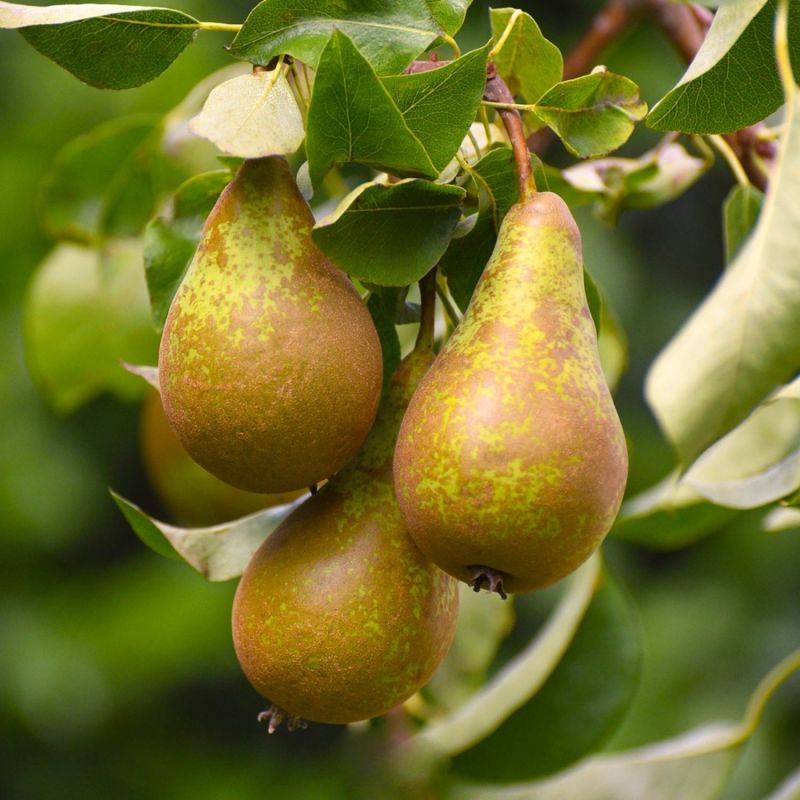 Poirier 'Conférence' (Pyrus communis 'Conférence') - Scion de 100cm - Pépinières Naudet - Image 1