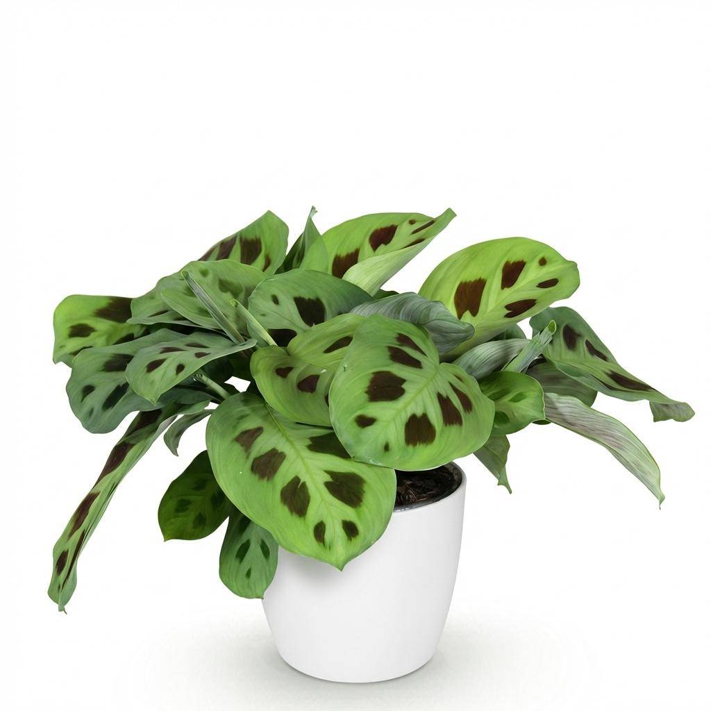 Maranta Fascinator Kerchoveana - H35cm - Image 1