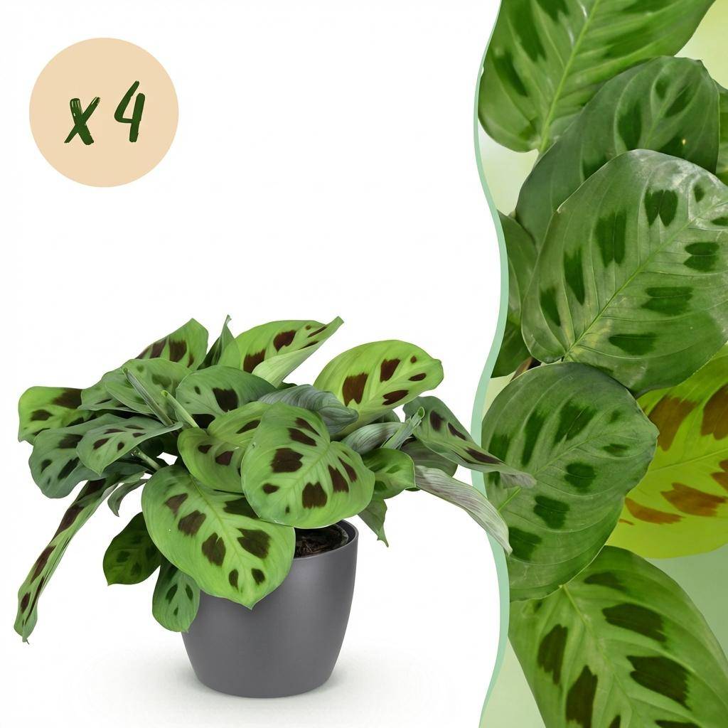 Maranta Fascinator Kerchoveana - H35cm - Image 3