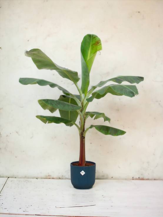 Bananier Musa 100cm et son pot- La Green Touch Bleu foncé - Hauteur 100cm