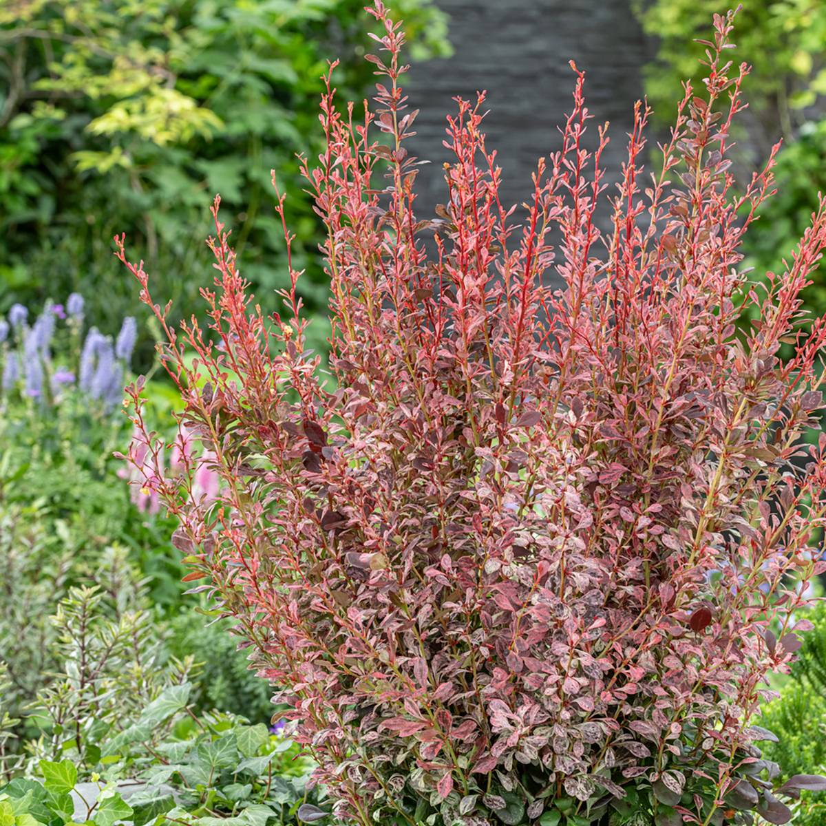 Promesse de Fleurs - Berberis thunbergii Pink Pillar - Epine-vinette Godet de 8/9 cm