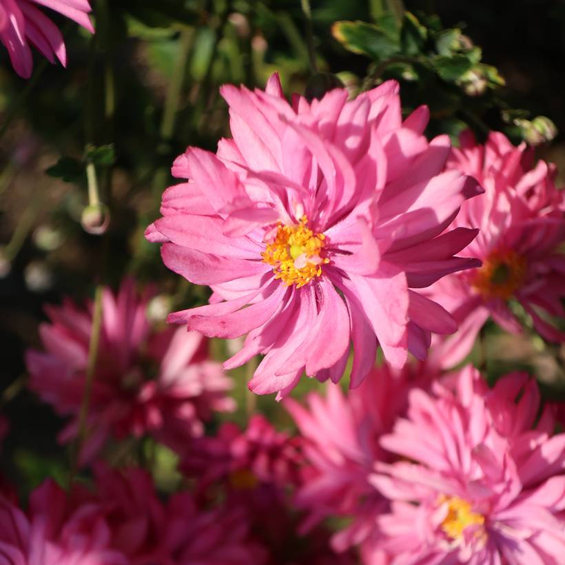 Anemone du Japon Fall in Love Sweetly Godet de 8/9 cm