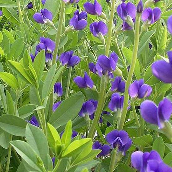 Baptisia Caspian Blue - Lupin indigo Godet de 8/9 cm