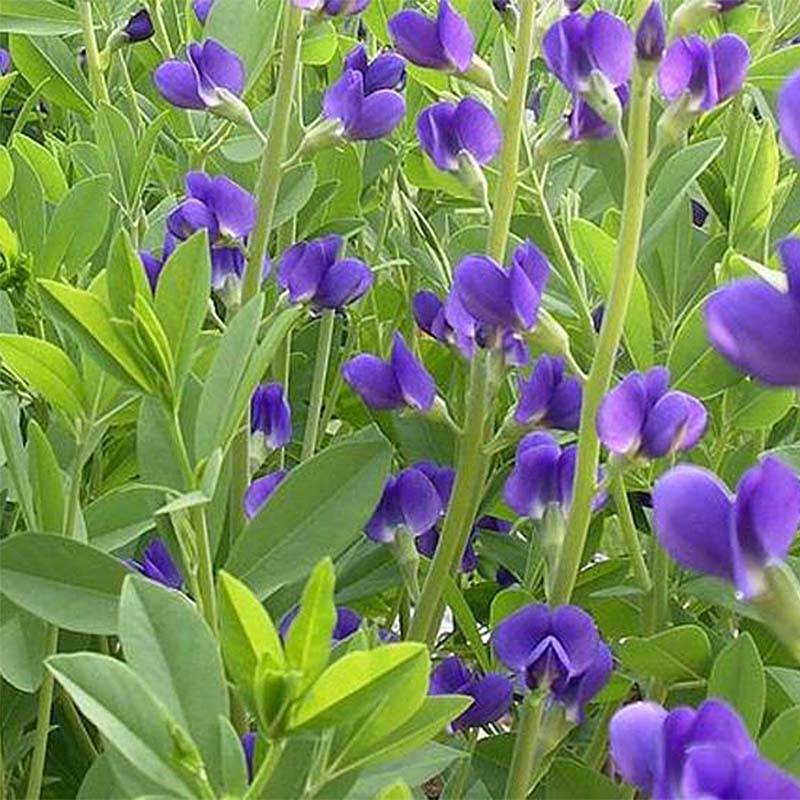 Baptisia Caspian Blue - Lupin indigo Godet de 8/9 cm