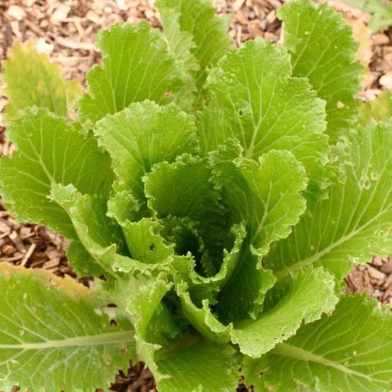 Chou de Chine Pe Tsai Granaat Bio - Ferme de Sainte Marthe le sachet de 300 graines environ