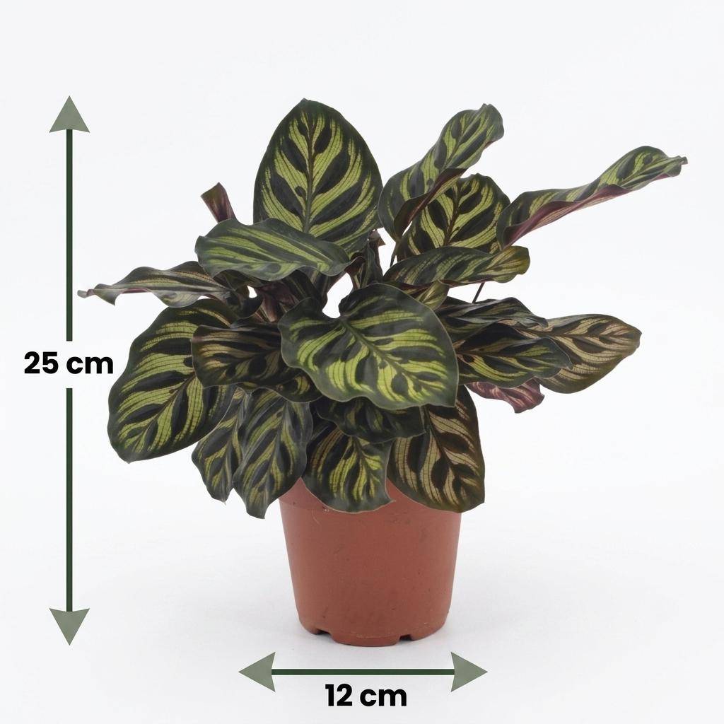 Calathea Makoyana - Plante Paon - Pot de 12cm - Hauteur 25cm - 4 plantes - Panier - Plantes d'intérieur - Image 5