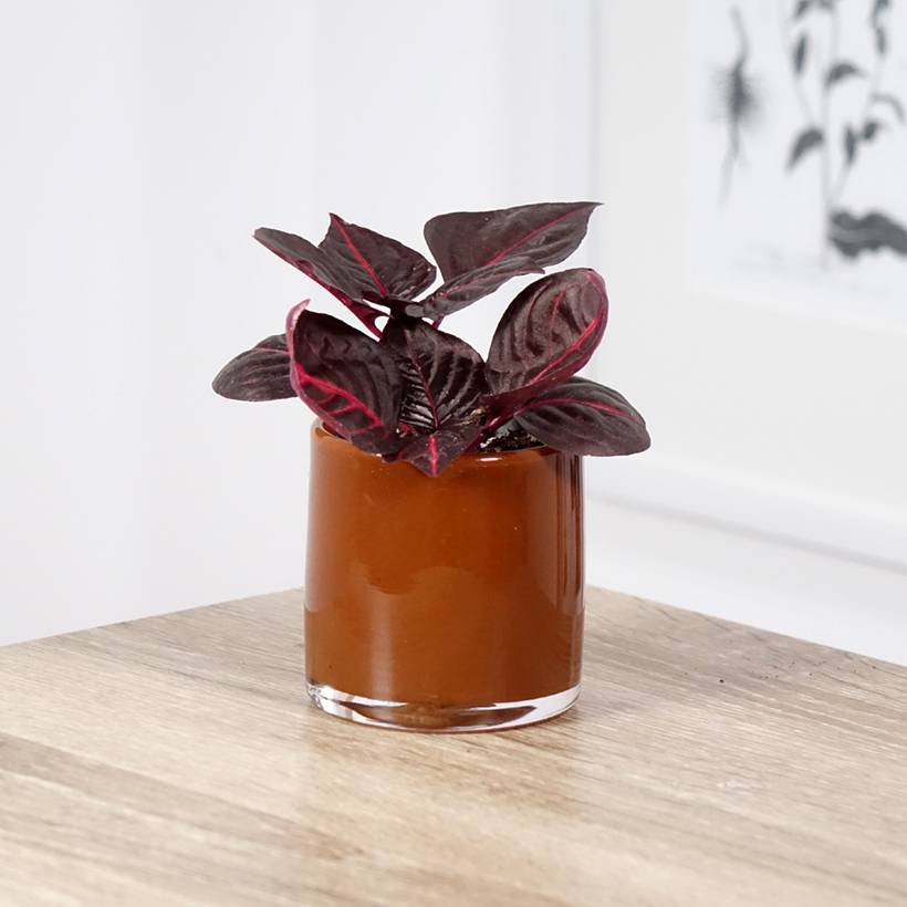 Iresine herbstii Bloodleaf Mini-plante