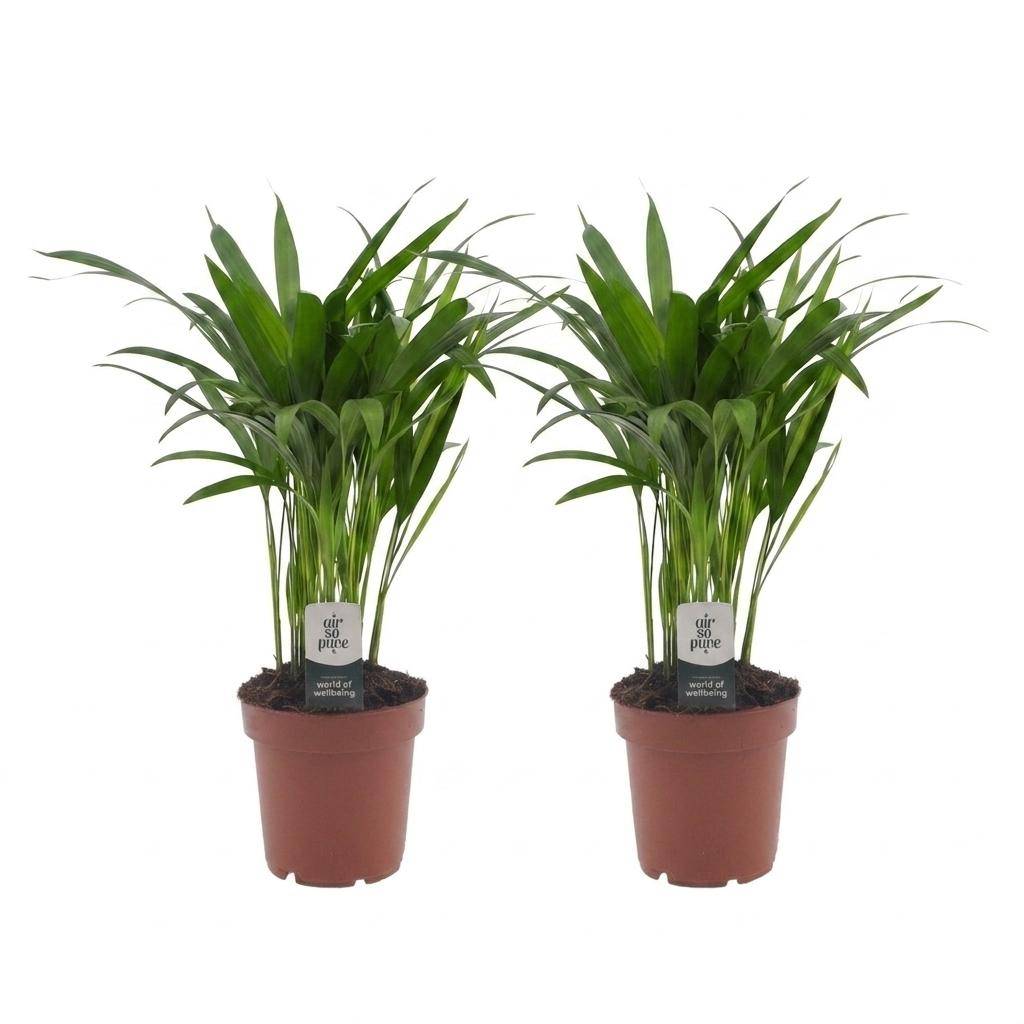 Palmier Areca - Dypsis lutescens - lot de 2 - Ø12cm - ↕45cm - Plantes d’intérieur - Image 2