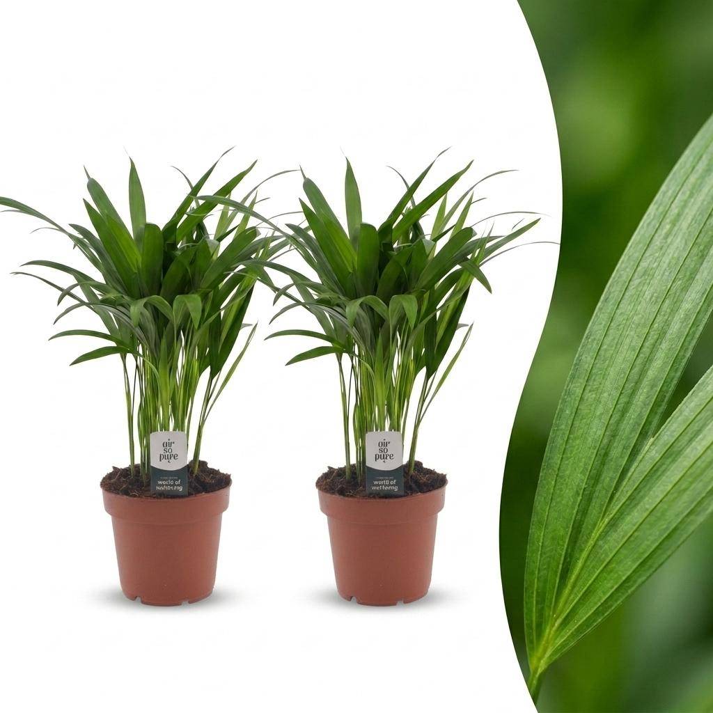 Palmier Areca - Dypsis lutescens - lot de 2 - Ø12cm - ↕45cm - Plantes d’intérieur - Image 1
