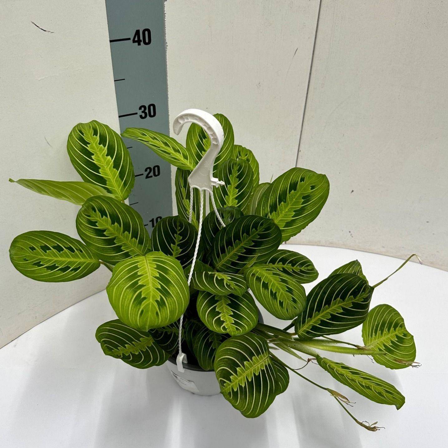 Maranta Leuconeura 'Fascinator' Lemon Vert Clair Hangpot - D15 H40cm