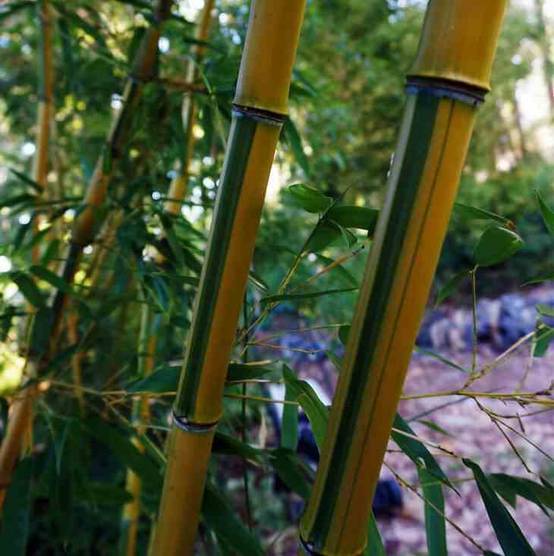 0 - Phyllostachys aureosulcata spectabilis Pot de 15 litres - 200/250cm - Image 2