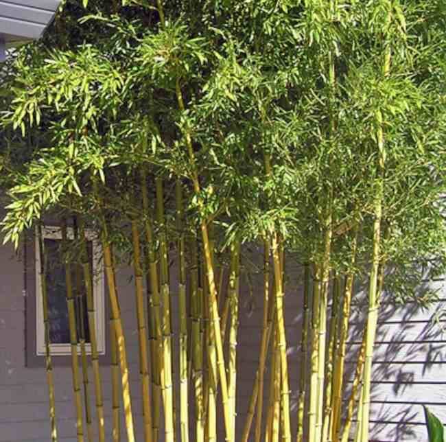 0 - Phyllostachys aureosulcata spectabilis Pot de 15 litres - 200/250cm - Image 1