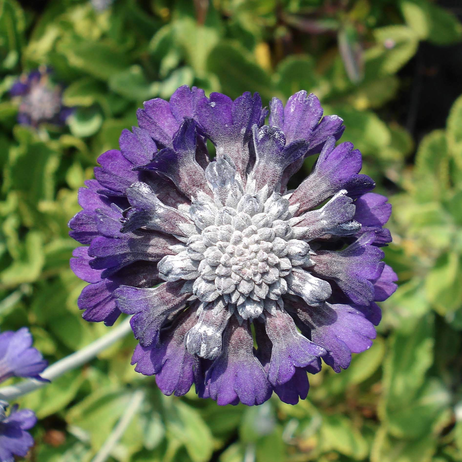 Primevère de l'Himalaya - Primula capitata mooreana Godet de 8/9 cm