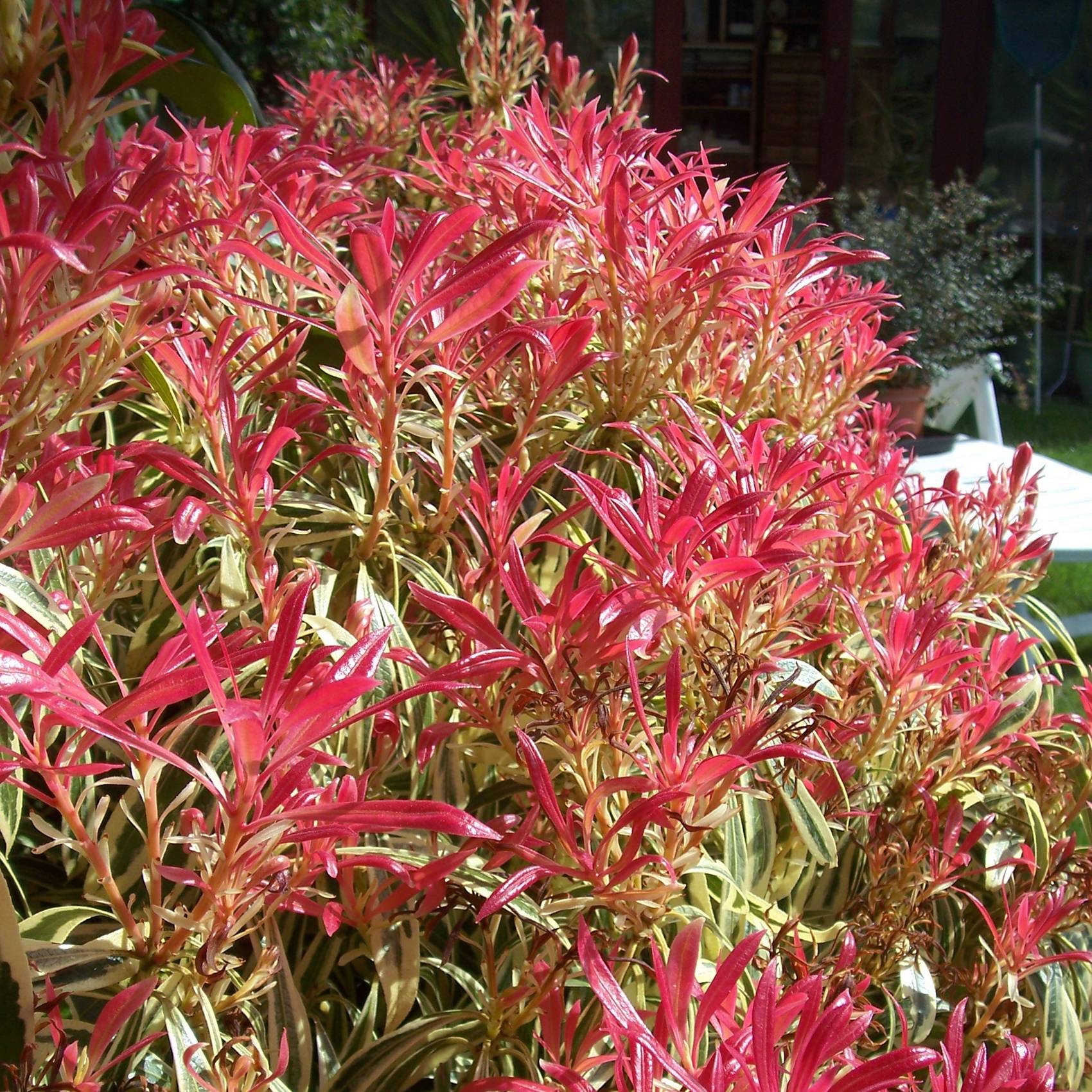 Promesse de Fleurs - Andromède du Japon - Pieris japonica Little Heath Pot de 4L/5L