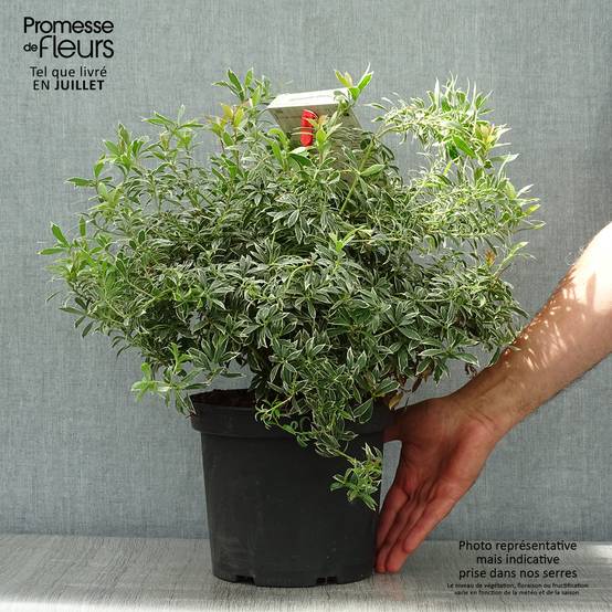 Promesse de Fleurs - Andromède du Japon - Pieris japonica Little Heath Pot de 4L/5L - Image 2