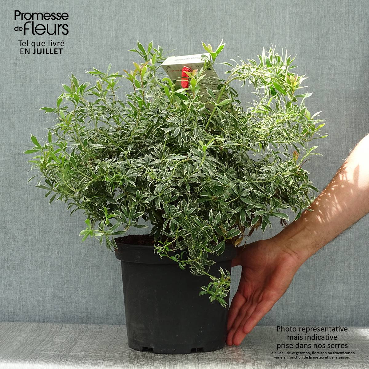 Promesse de Fleurs - Andromède du Japon - Pieris japonica Little Heath Pot de 4L/5L - Image 2