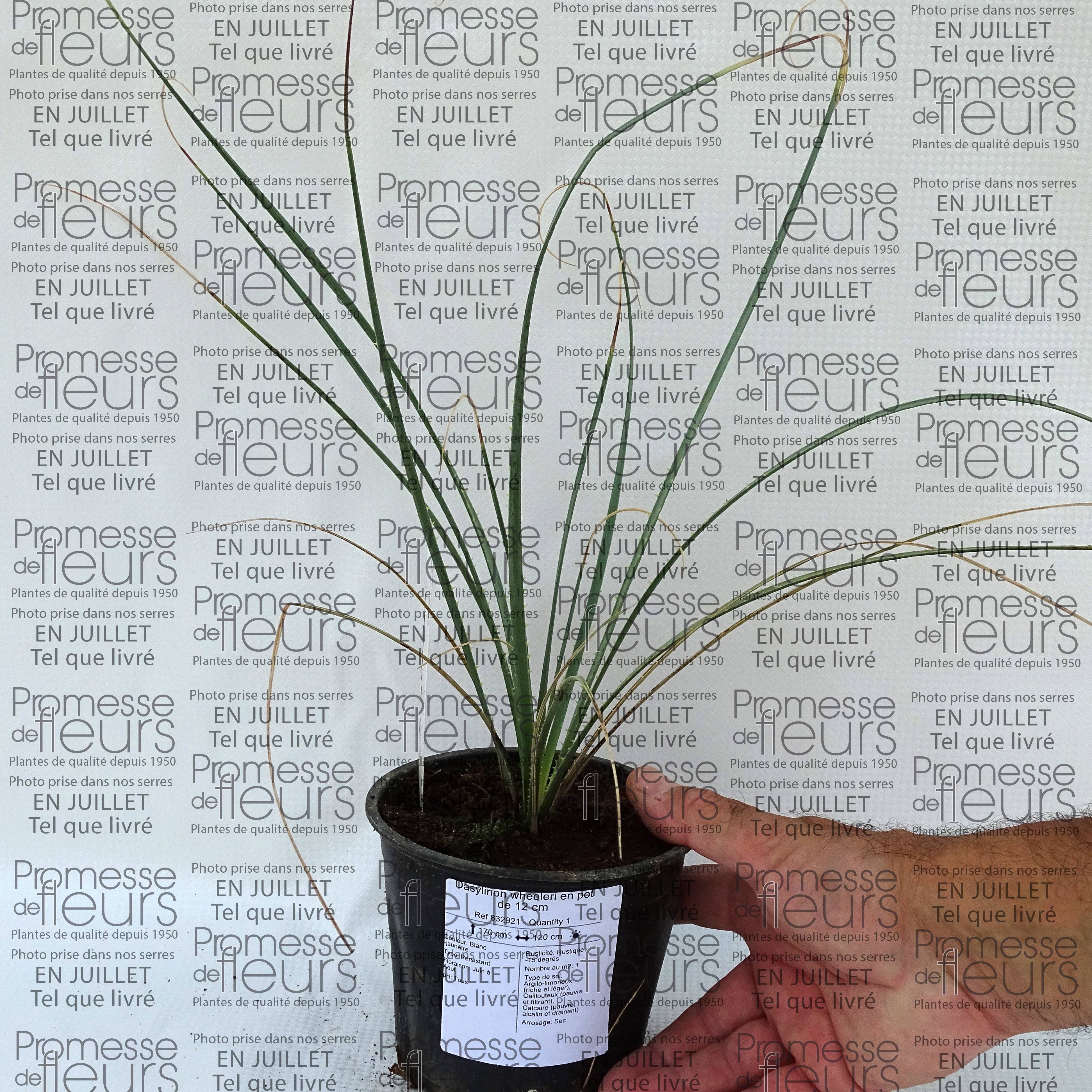 Promesse de Fleurs - Dasylirion wheeleri Pot de 3L/4L - Image 2