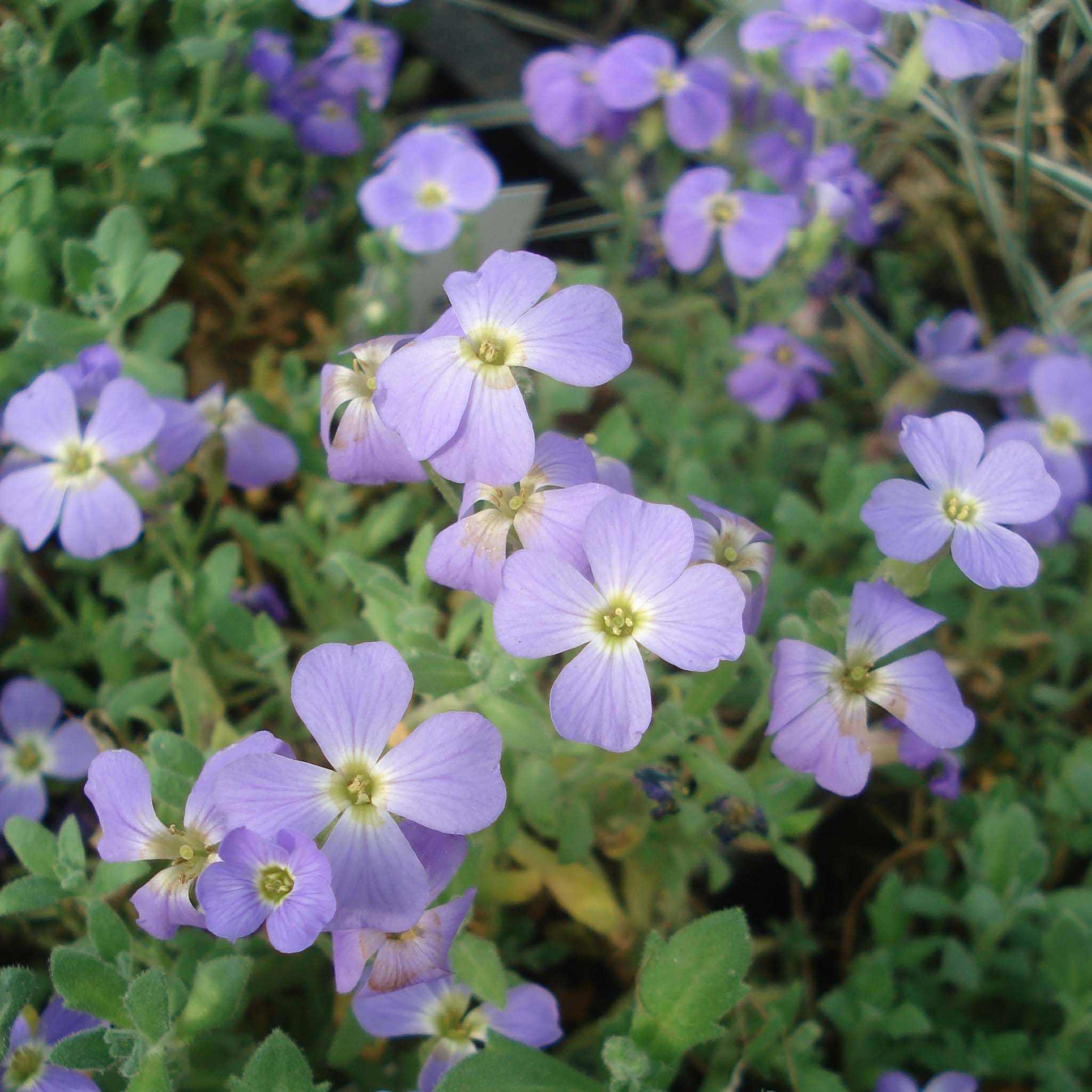 Promesse de Fleurs - Aubriète bleue - Aubrieta Cascade Blue Godet de 8/9 cm
