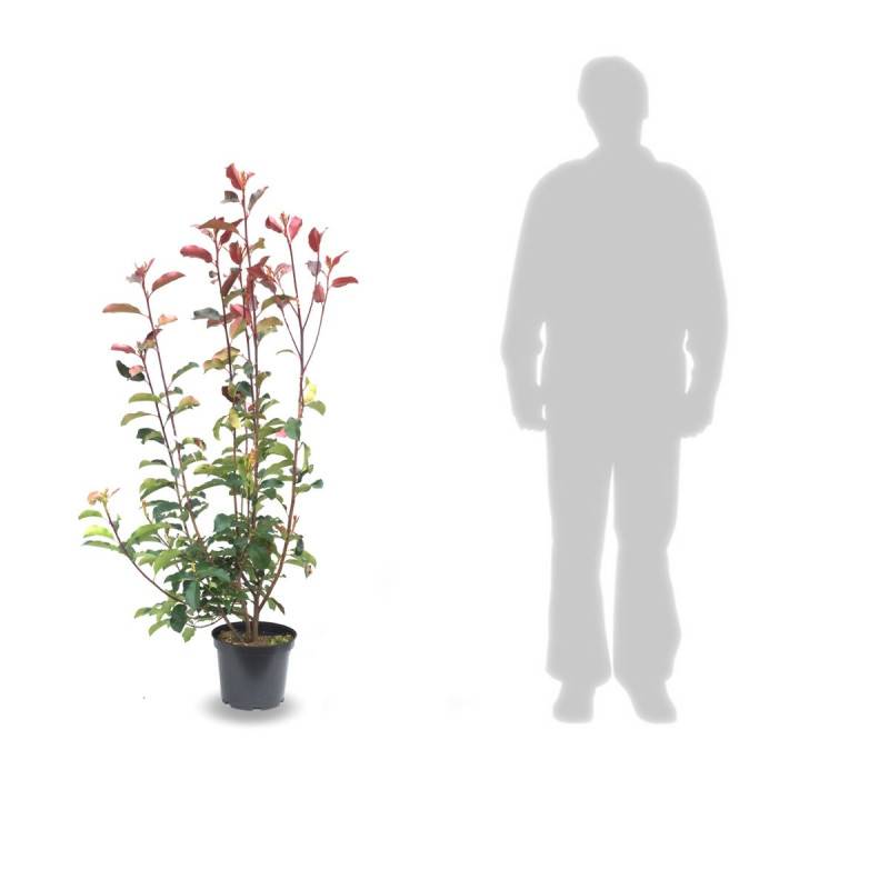 Photinia Red Select à fleurs Blanche/ - feuillage Persistant - Pot de 7,5L - 80/100 cm - Image 8