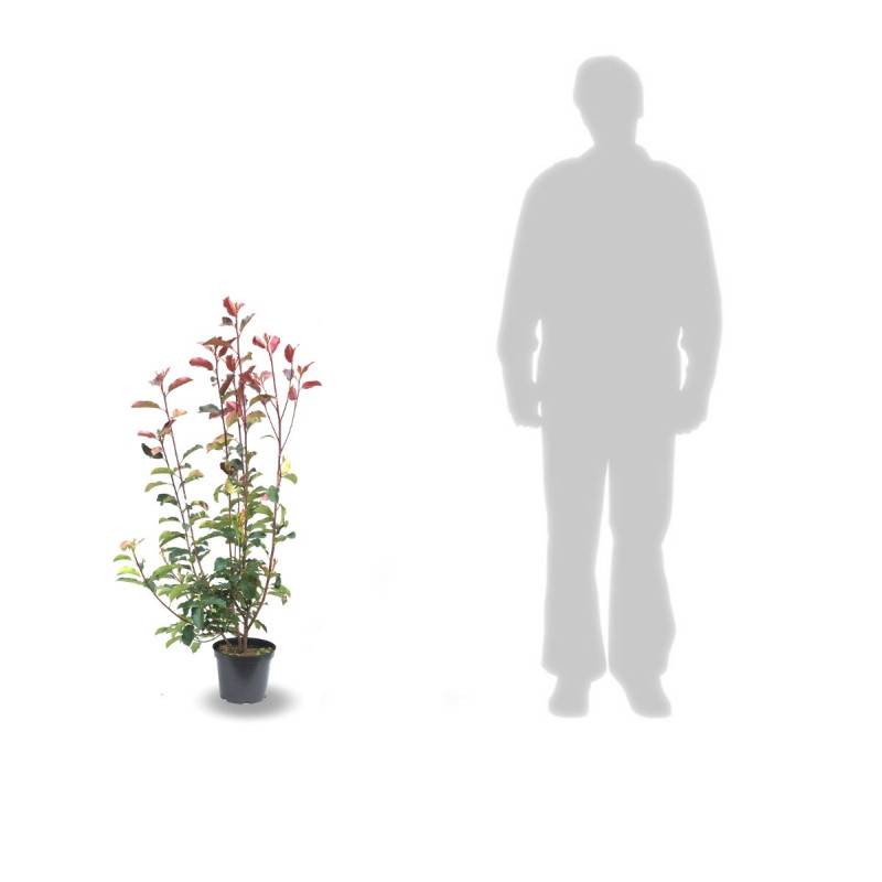 Photinia Red Select à fleurs Blanche/ - feuillage Persistant - Pot de 7,5L - 80/100 cm - Image 7