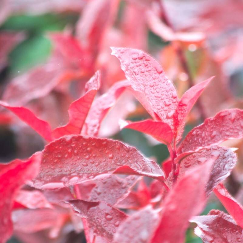 Photinia Red Select à fleurs Blanche/ - feuillage Persistant - Pot de 7,5L - 80/100 cm - Image 2