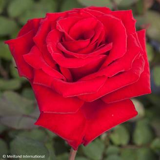 Rosier à grandes fleurs Marcel Pagnol Pot de 4L/5L