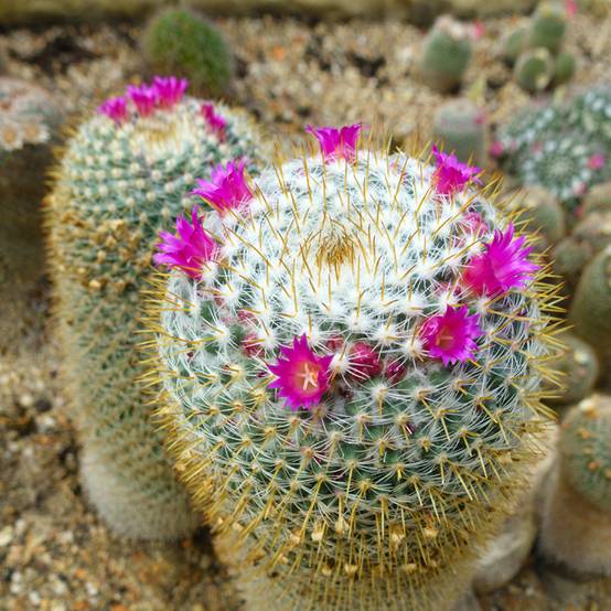 Cactus - Mammillaria hahniana Pot de 4L/5L, 14/16 diamètre
