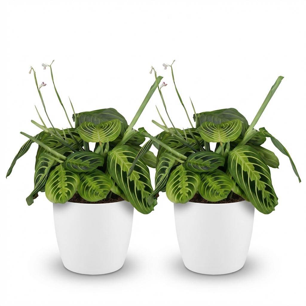 Maranta Fascinator Lemon Lime - Pet-friendly - Plante de prière - Pot de 12cm - Hauteur 25-35cm - 2 plantes - Blanc - Plantes d'intérieur - Image 2