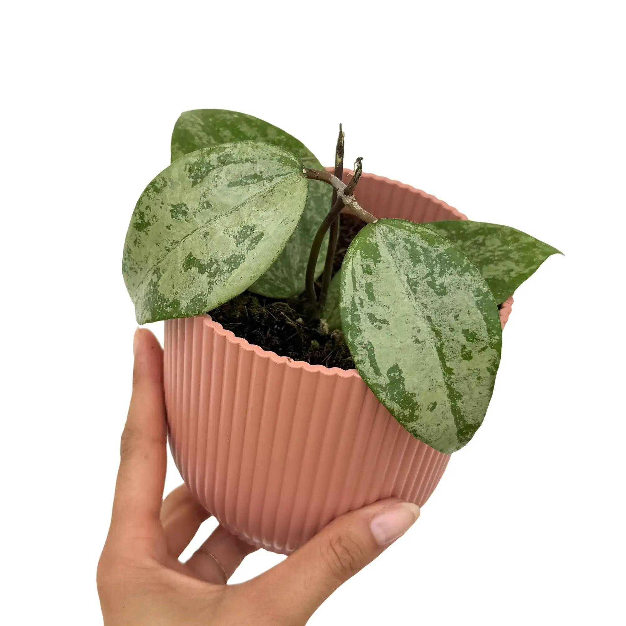 Hoya Verticillata Nganjuk - Pot de 10,5cm - Plantes d'intérieur - Image 1