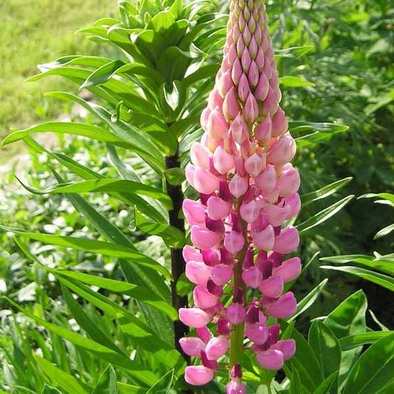 Lupin La Chatelaine rose Godet de 7/8 cm