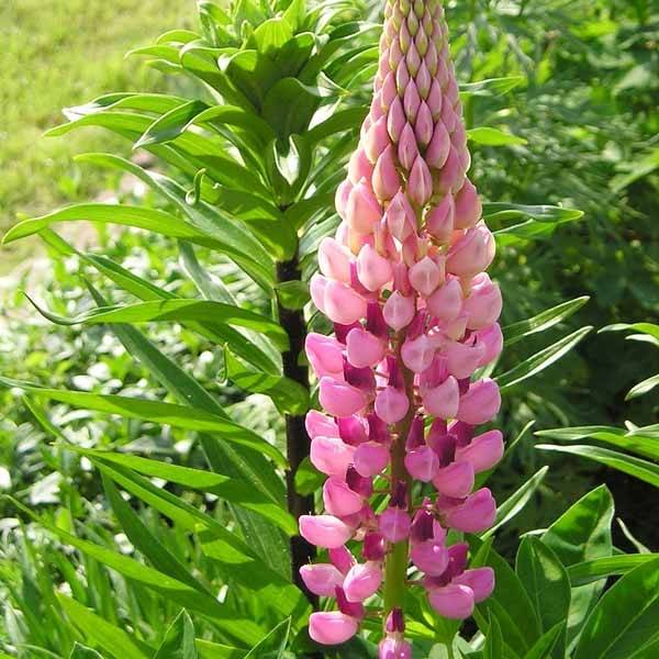 Lupin La Chatelaine rose Godet de 7/8 cm