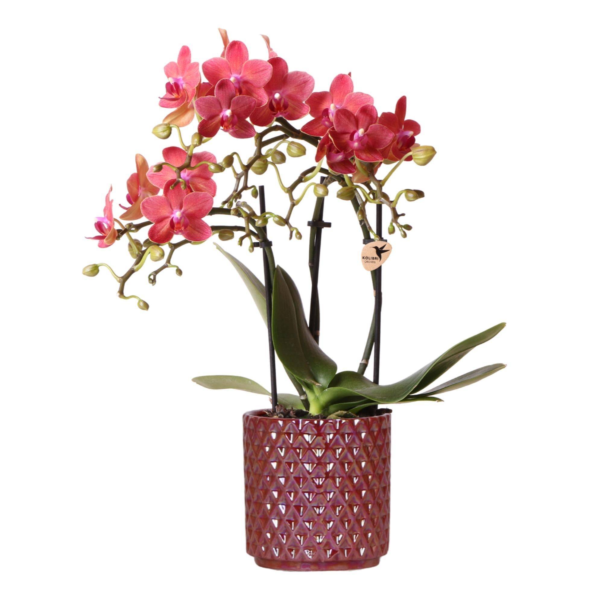 Kolibri Orchids Orchidée Phalaenopsis Rouge Congo + Pot Pearl Rouge - D9 - Image 1