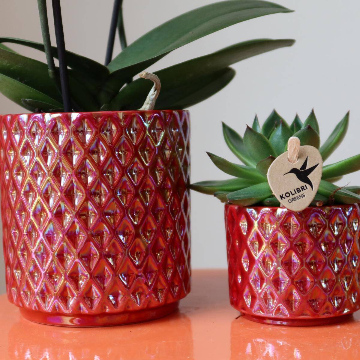 Kolibri Orchids Orchidée Phalaenopsis Rouge Congo + Pot Pearl Rouge - D9 - Image 4