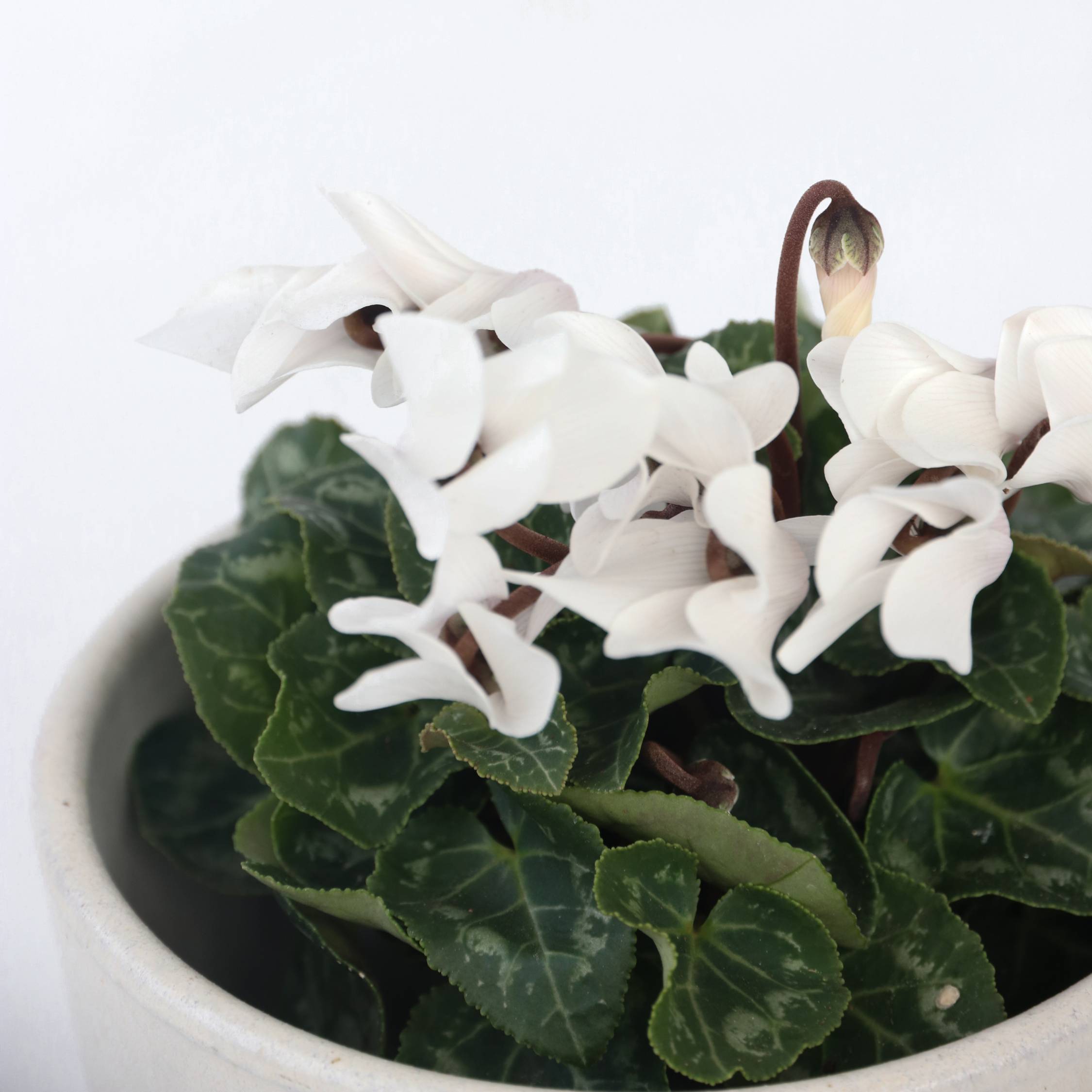 Plant In A Box - Cyclamen de Perse - Set de 6 - Cyclamen persicum - Hauteur 10-20cm - ⌀9cm - Image 5