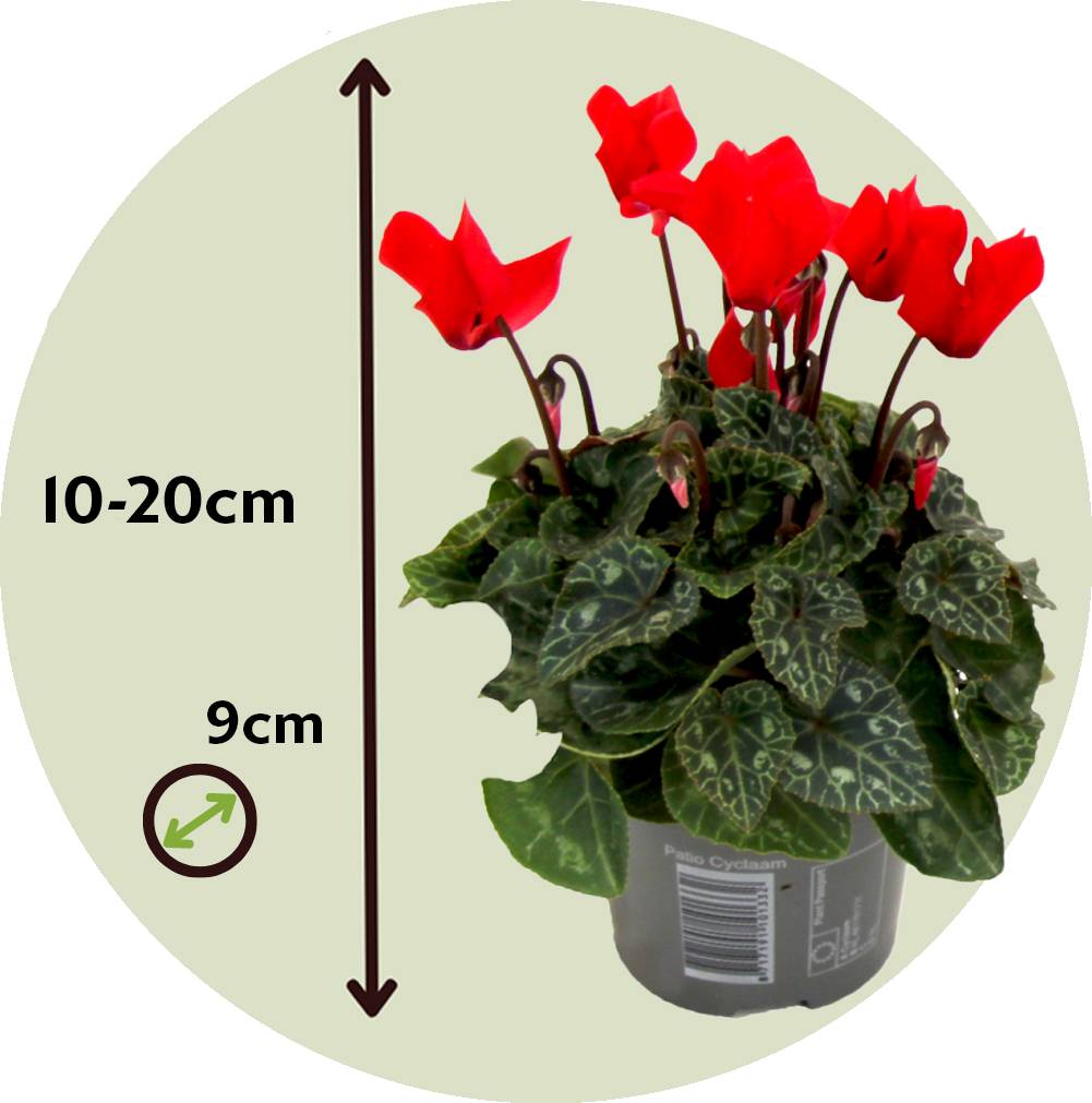Plant In A Box - Cyclamen de Perse - Set de 6 - Cyclamen persicum - Hauteur 10-20cm - ⌀9cm - Image 6