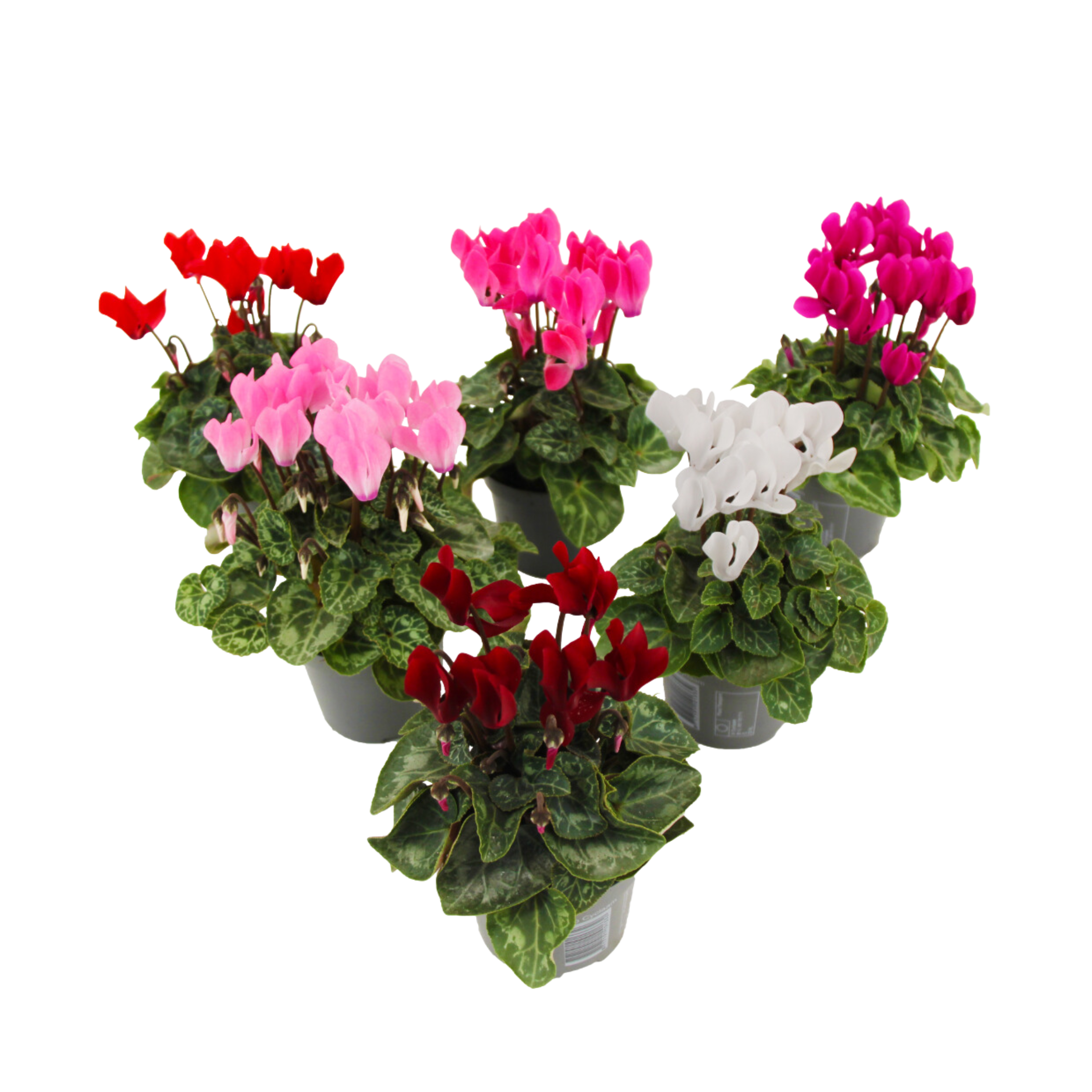 Plant In A Box - Cyclamen de Perse - Set de 6 - Cyclamen persicum - Hauteur 10-20cm - ⌀9cm - Image 1
