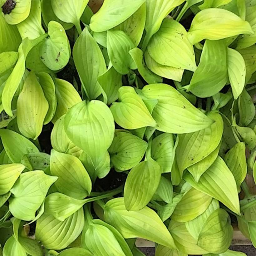 Promesse de Fleurs - Hosta Ki Ren Jyaku Pot de 1,5L/2L