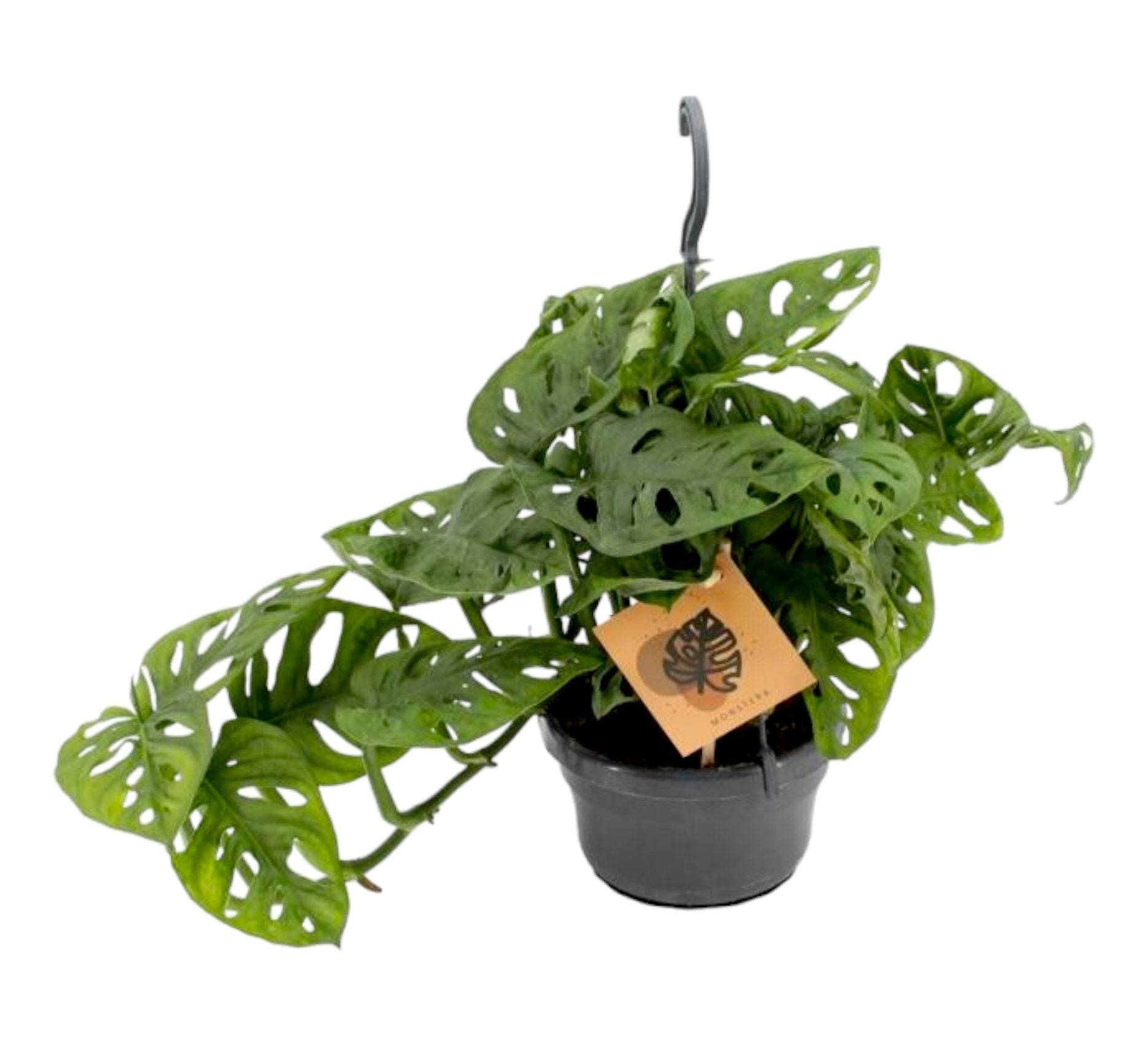 Monstera Monkey Leaf 30cm - Plante d'intérieur- La Green Touch - Image 3