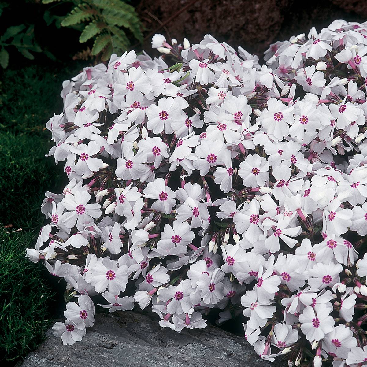 Promesse de Fleurs - Phlox mousse Amazing Grace - Phlox subulata Mini-motte Ø 1,5/2,5 cm (par 5)