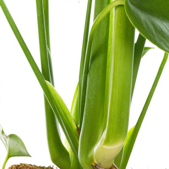 Gardenersdream - Plante Monstera Faux Philodendron Exceptionnel | Plante D'Intérieur Haut De Gamme Cadeau| (40-50Cm Pot Inclus) - GardenersDream - Image 3