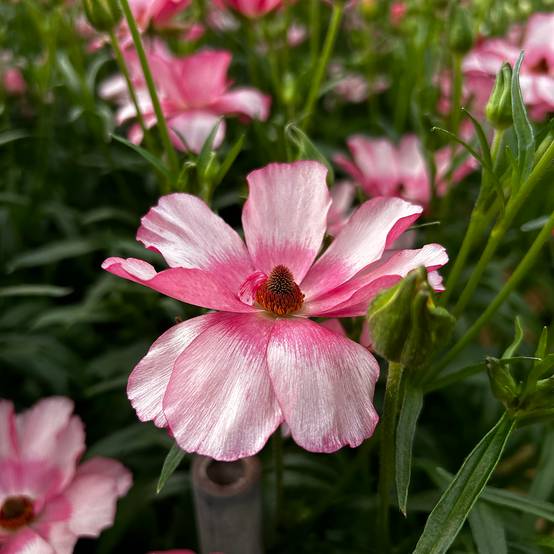 Promesse de Fleurs - Renoncule des fleuristes Butterfly Lycia – Ranunculus asiaticus Bulbe calibre 8+
